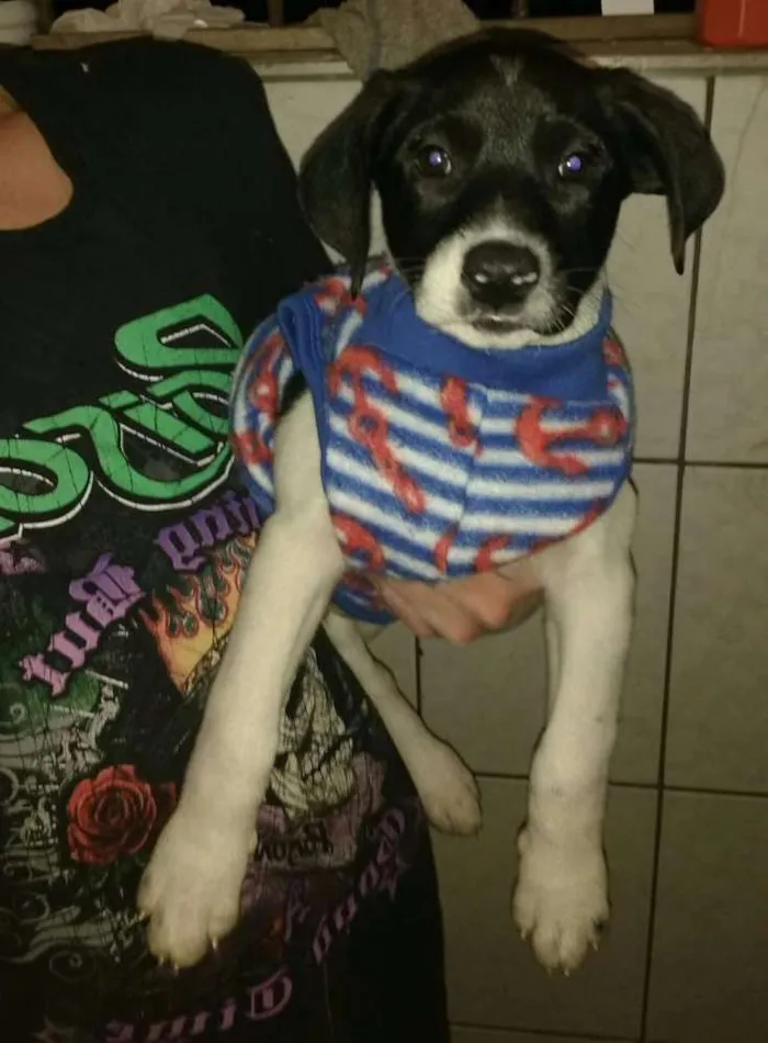 Cachorro ra a Srd  idade 2 a 6 meses nome Lipe