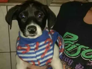 Cachorro raça Srd  idade 2 a 6 meses nome Lipe