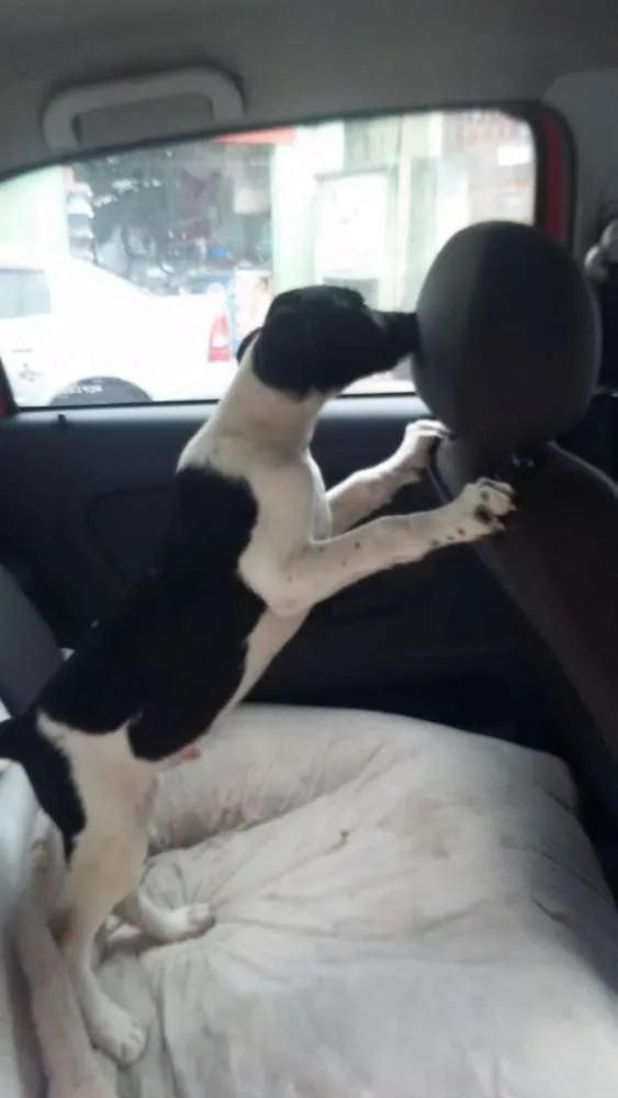 Cachorro ra a Srd  idade 2 a 6 meses nome Lipe