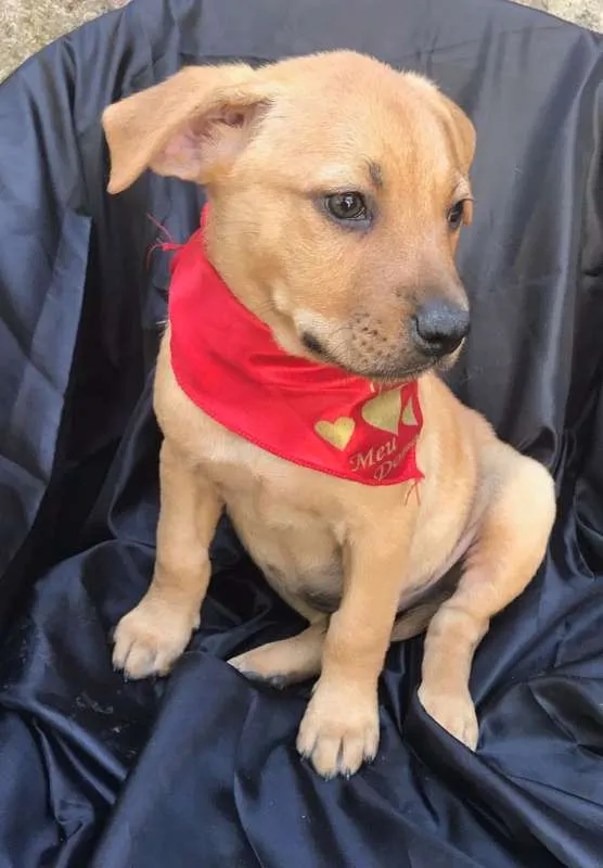 Cachorro ra a SRD idade 2 a 6 meses nome Linda Bebê