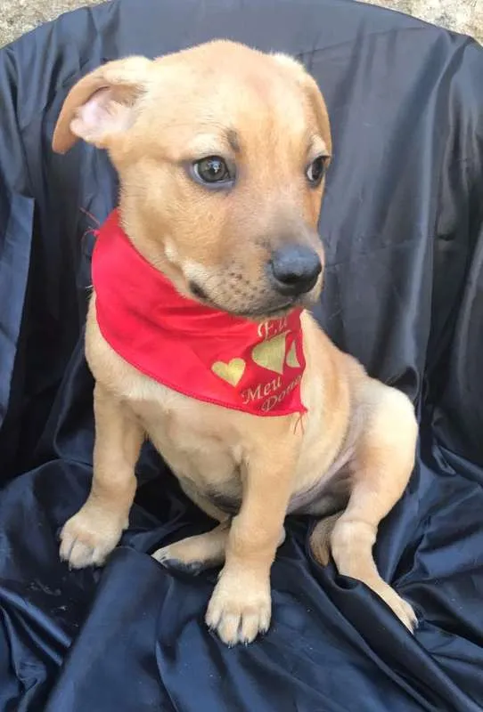 Cachorro ra a SRD idade 2 a 6 meses nome Linda Bebê