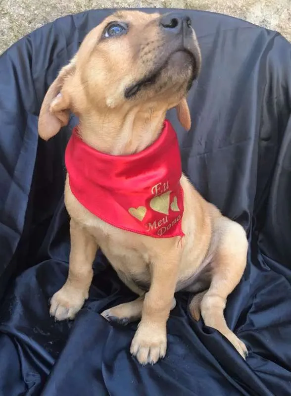 Cachorro ra a SRD idade 2 a 6 meses nome Linda Bebê