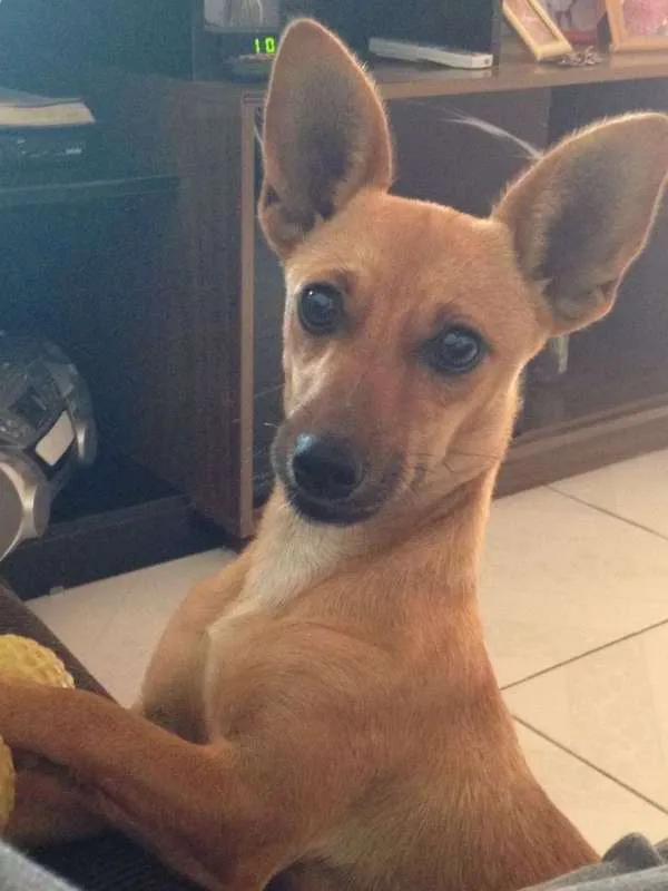 Cachorro raça Pincher c/ basset idade 1 ano nome Lola