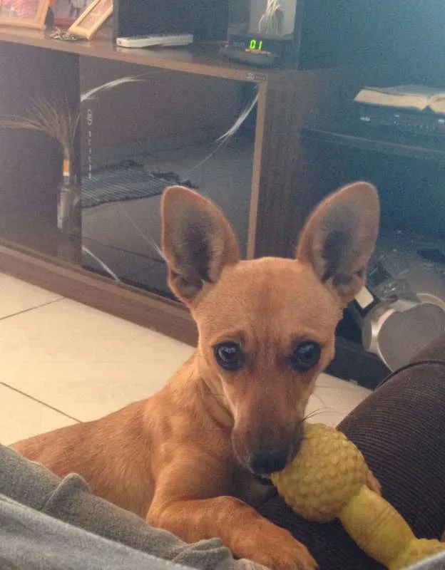 Cachorro raça Pincher c/ basset idade 1 ano nome Lola