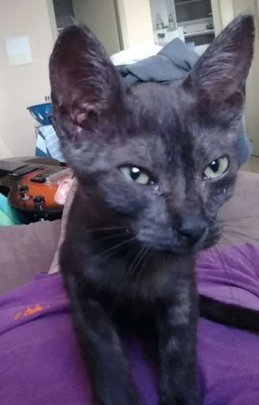 Gato raça - idade Abaixo de 2 meses nome Luna