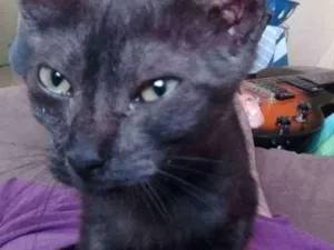 Gato raça - idade Abaixo de 2 meses nome Luna