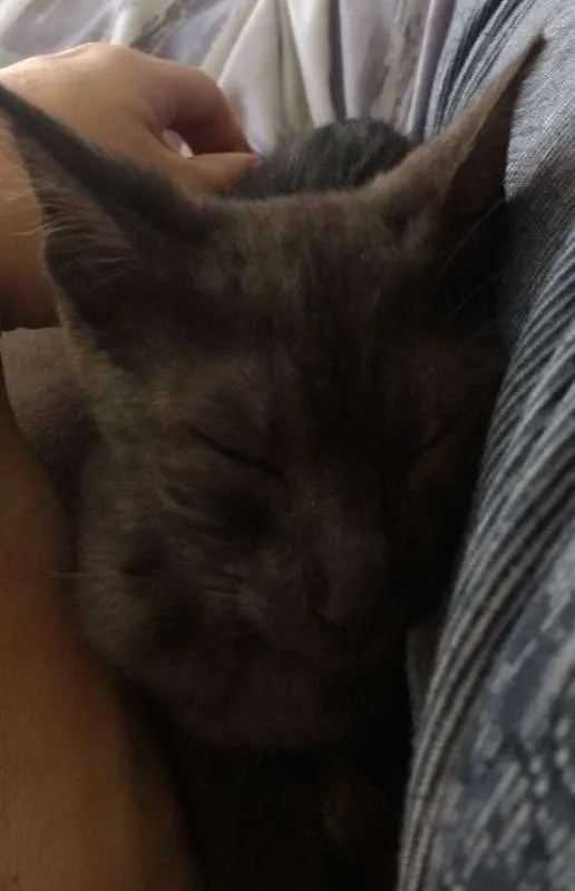 Gato raça - idade Abaixo de 2 meses nome Luna