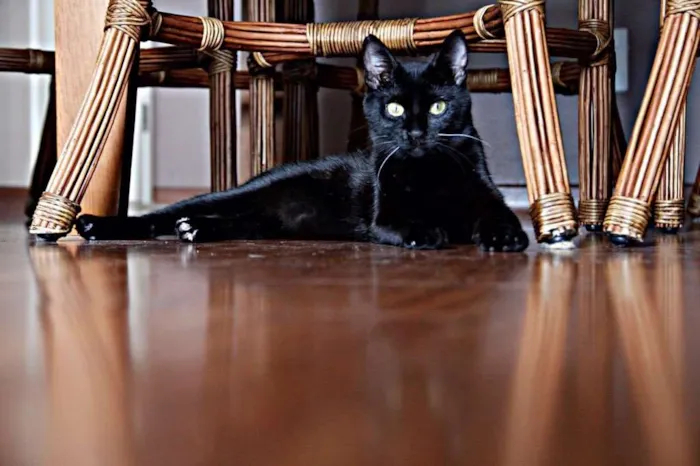 Gato raça Não definida idade 1 ano nome Maria Joana 