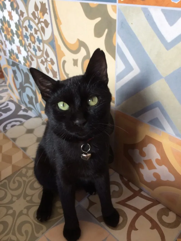 Gato raça Não definida idade 1 ano nome Maria Joana 