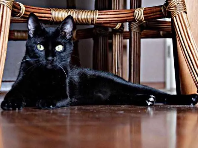 Gato raça Não definida idade 1 ano nome Maria Joana 