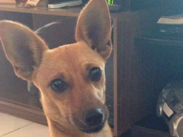 Cachorro raça Pincher c/ basset idade 1 ano nome Lola