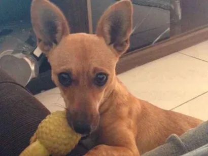 Cachorro raça Pincher c/ basset idade 1 ano nome Lola