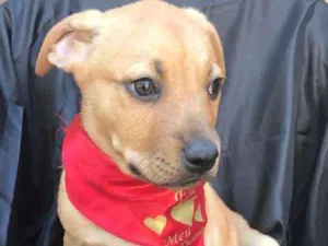 Cachorro raça SRD idade 2 a 6 meses nome Linda Bebê