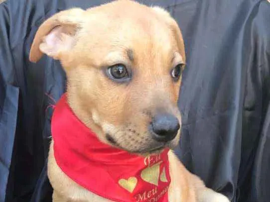 Cachorro ra a SRD idade 2 a 6 meses nome Linda Bebê
