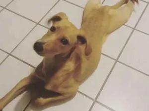 Cachorro raça SRD idade 2 a 6 meses nome Benedita
