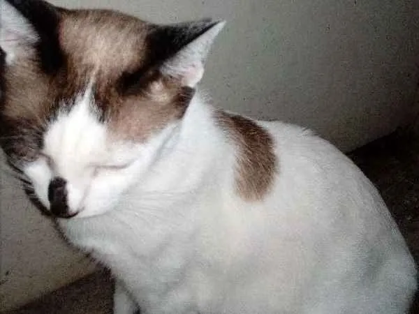 Gato raça Indefinida idade 2 anos nome Harume