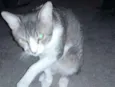 Zeus