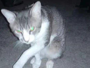 Gato raça Indefinida idade 1 ano nome Zeus