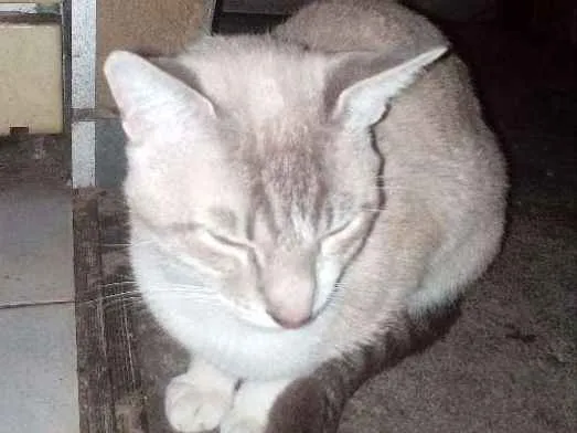Gato ra a Indefinida idade 1 ano nome Saruman