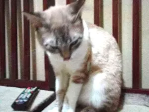 Gato raça Indefinida idade 1 ano nome Mohamad