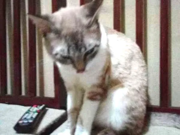 Gato ra a Indefinida idade 1 ano nome Mohamad