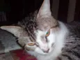 Luizinho