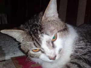 Gato raça Indefinida idade 1 ano nome Luizinho