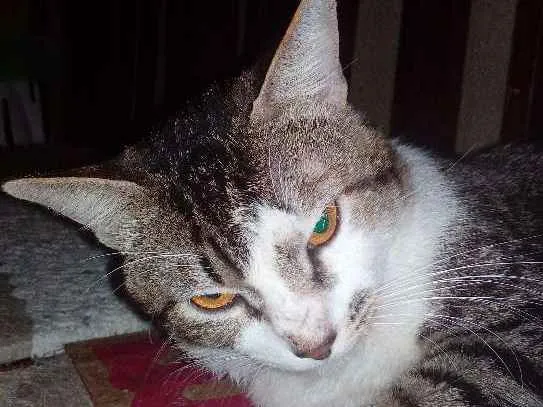 Gato ra a Indefinida idade 1 ano nome Luizinho