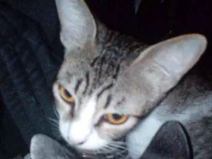 Gato raça Indefinida idade 1 ano nome Isis
