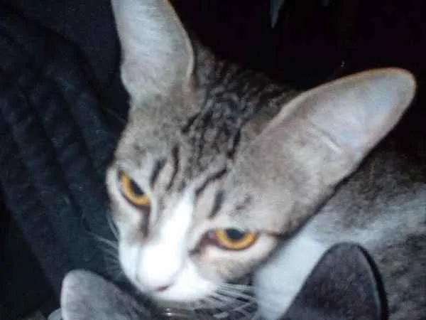 Gato ra a Indefinida idade 1 ano nome Isis
