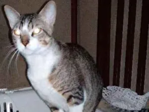 Gato raça Indefinida idade 1 ano nome Nero