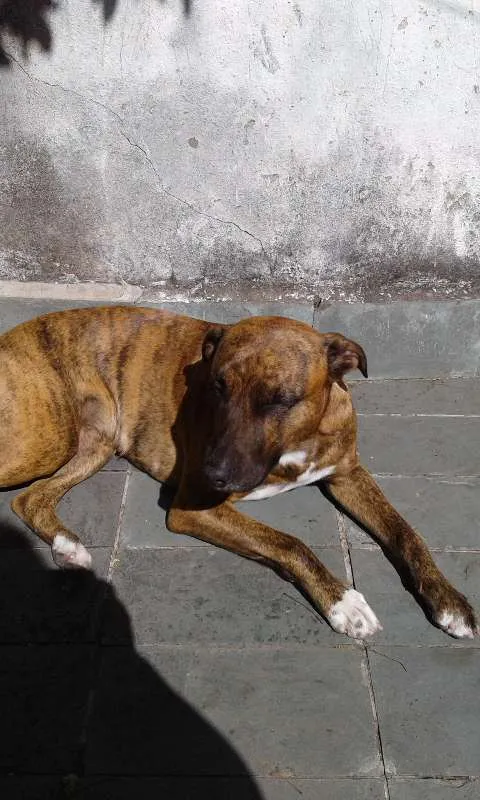 Cachorro ra a Pit-Bull mestiço  idade 2 anos nome Mel