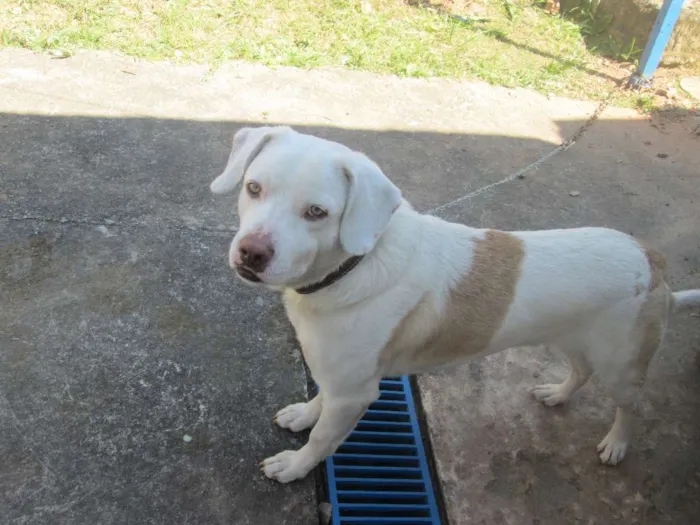 Cachorro ra a Pit-Bull E Labrador idade 1 ano nome BRYAN