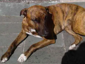 Cachorro raça Pit-Bull mestiço  idade 2 anos nome Mel