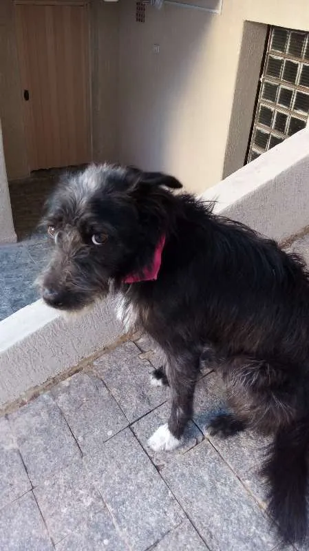 Cachorro ra a SRD idade 1 ano nome Luna