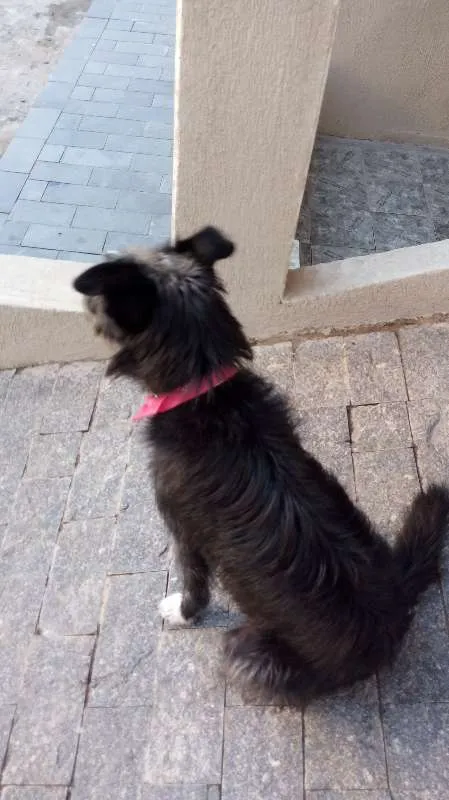 Cachorro ra a SRD idade 1 ano nome Luna