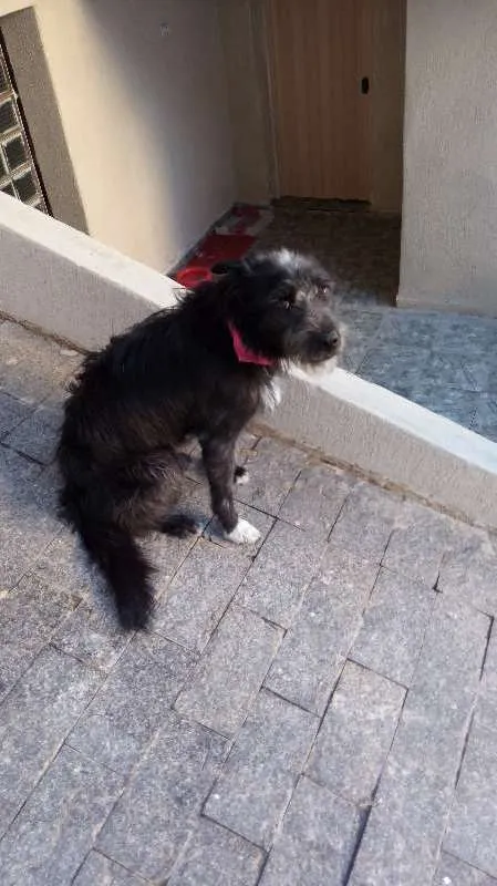 Cachorro ra a SRD idade 1 ano nome Luna