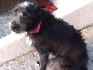 Cachorro raça SRD idade 1 ano nome Luna