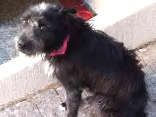 Cachorro ra a SRD idade 1 ano nome Luna