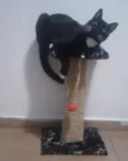 Tom