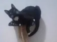 Tom