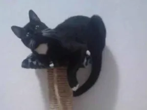 Gato raça Não sei idade 1 ano nome Tom