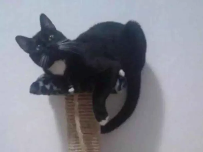 Gato ra a Não sei idade 1 ano nome Tom