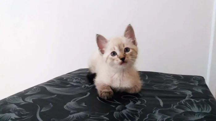 Gato ra a  idade 2 a 6 meses nome Nyna