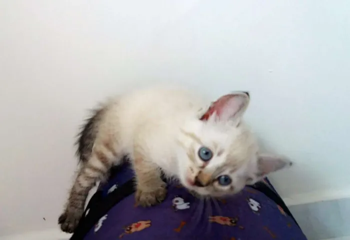 Gato ra a  idade 2 a 6 meses nome Nyna