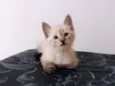 Nyna