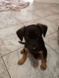 Coisinho
