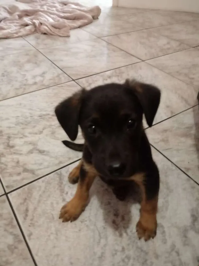 Cachorro ra a SRD idade 2 a 6 meses nome Coisinho