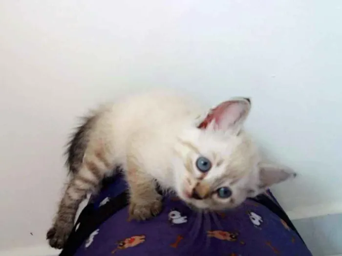 Gato ra a  idade 2 a 6 meses nome Nyna