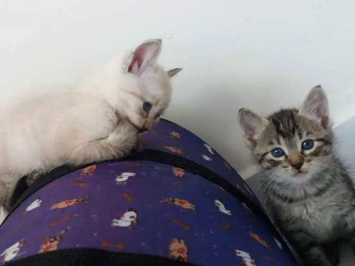 Gato ra a  idade 2 a 6 meses nome Nyna